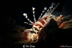 Lionfish (Dendrochirus zebra)
Sulug island sabah malaysi... by Mr Chai 